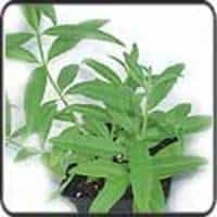 *Fresh Herbs: Lemon Verbena